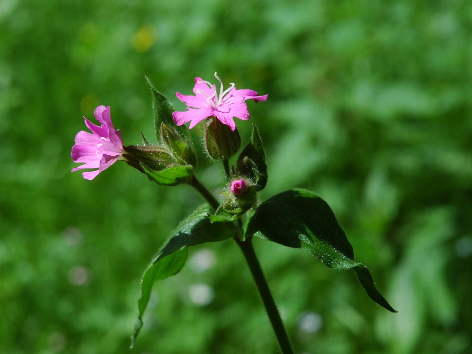 Silene dioica